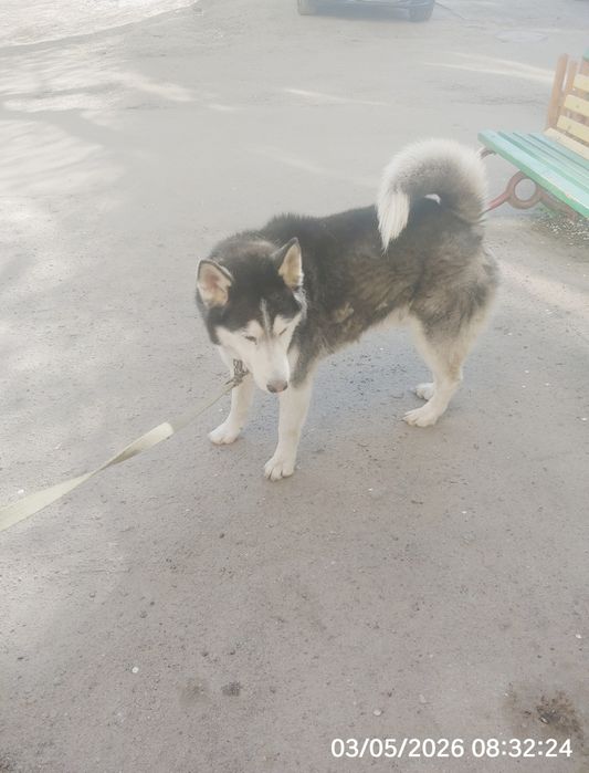 Кобель породы Хаски