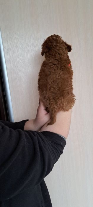 Шикарный мальчик Мальтипу Ред браун