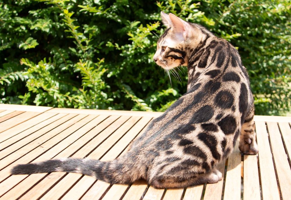 Bengal Brown com grandes rosetas e excelente contraste