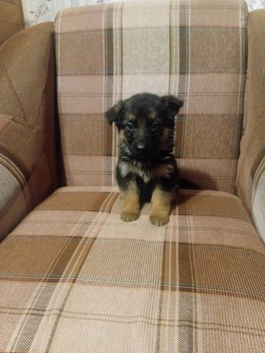 Німецька вівчарка