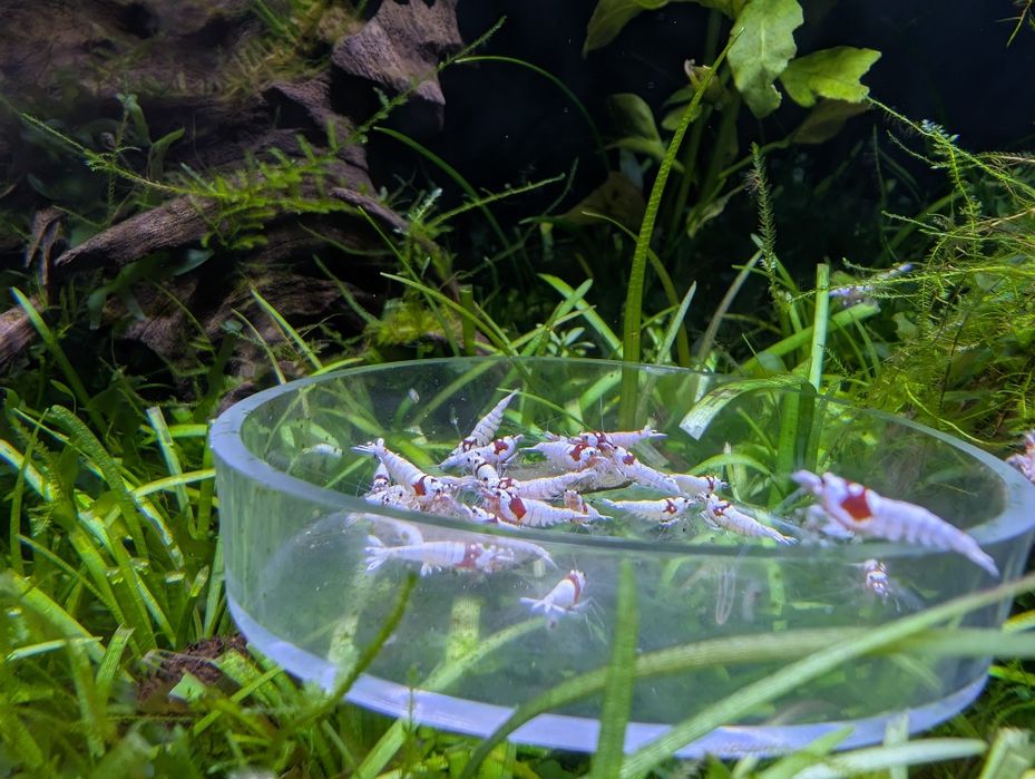 Camarões ornamentais Caridina Cantonensis Crystal Red Shrimp