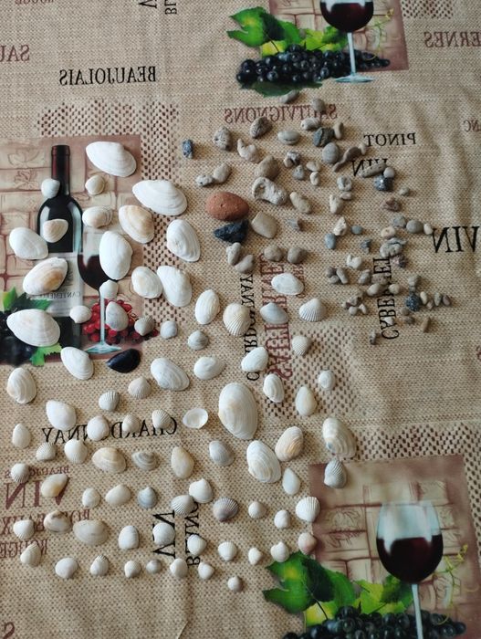 Морські ракушки і камні