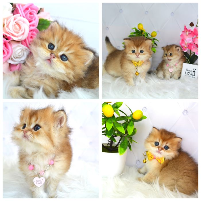 Британская золотая шиншилла котята