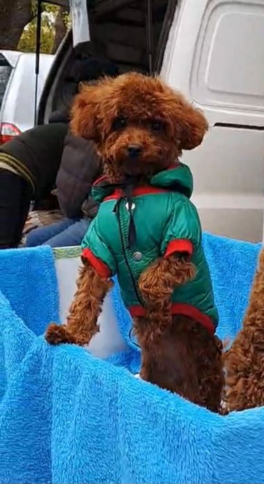 Той пудель( Китай)Девочка подросток