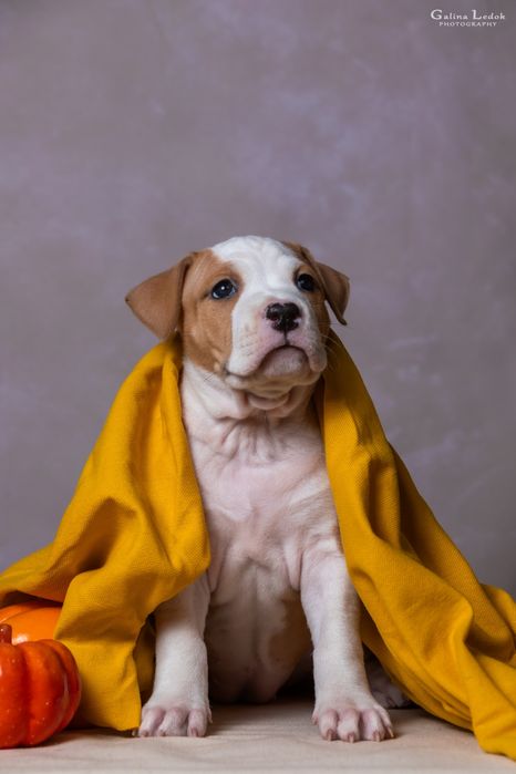 Перспективна дівчинка Амстаффа (КСУ) — All’Vari Style. 2.5 місяці