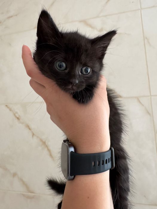 Кошенята в добрі руки