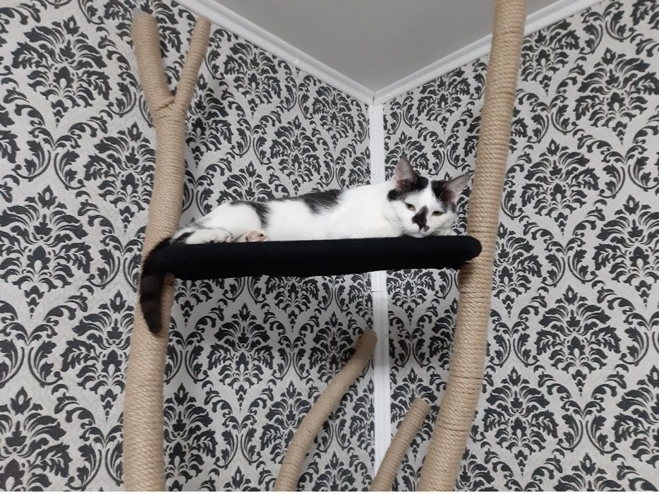Котяча дряпка,царапка,лежанка (дерево)