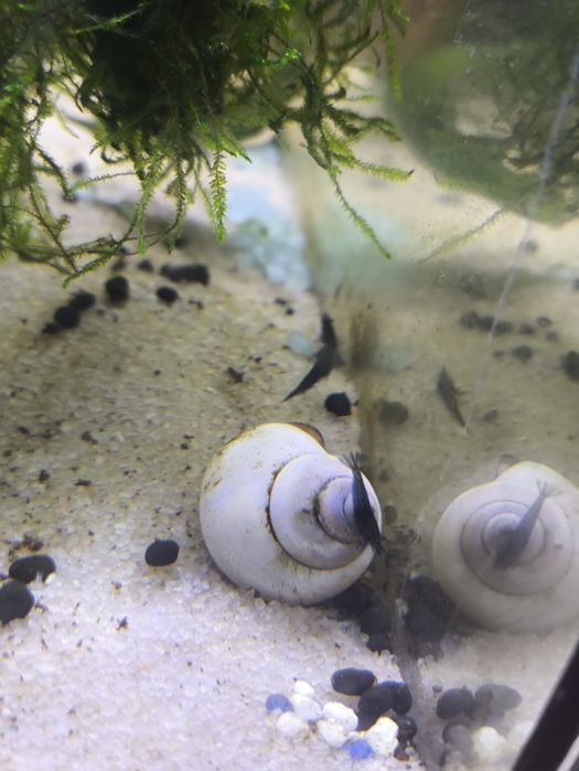 Neocaridina várias cores