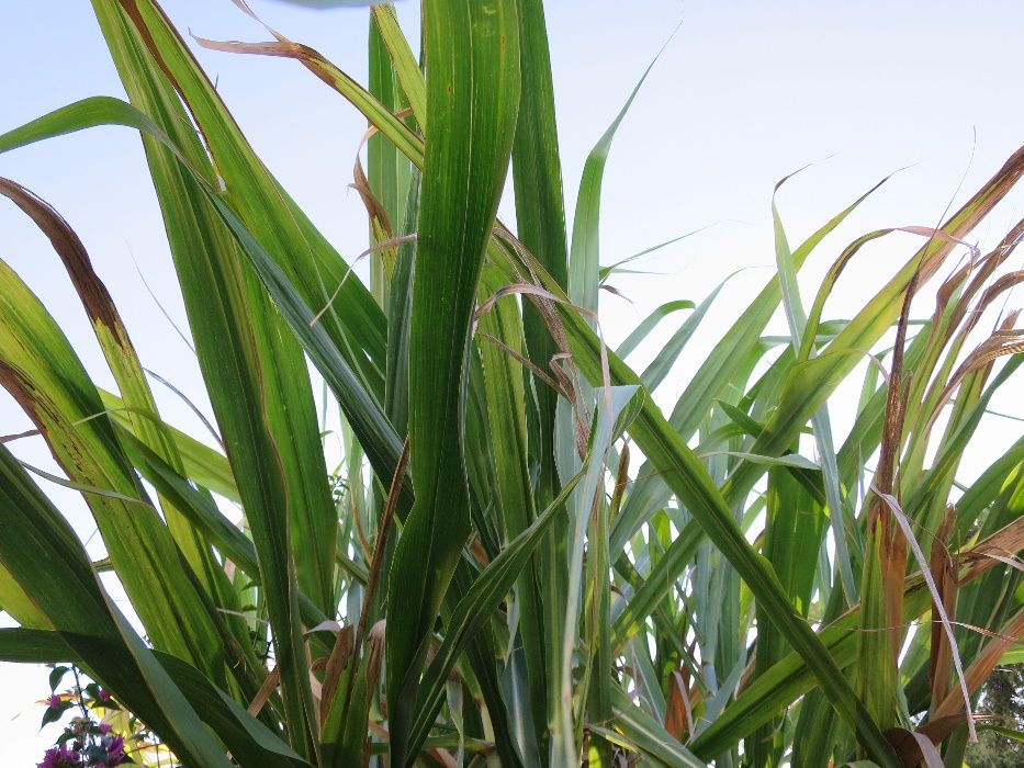 Planta cana de açúcar / sacarina para plantar