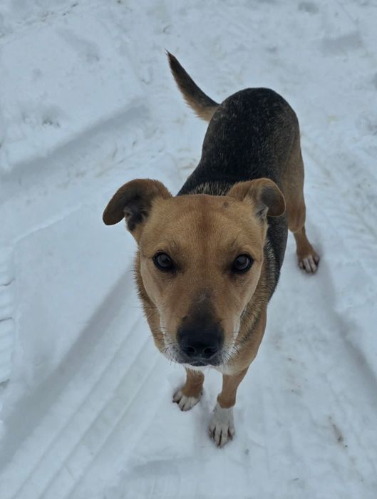 Będę twoim najlepszym przyjacielem