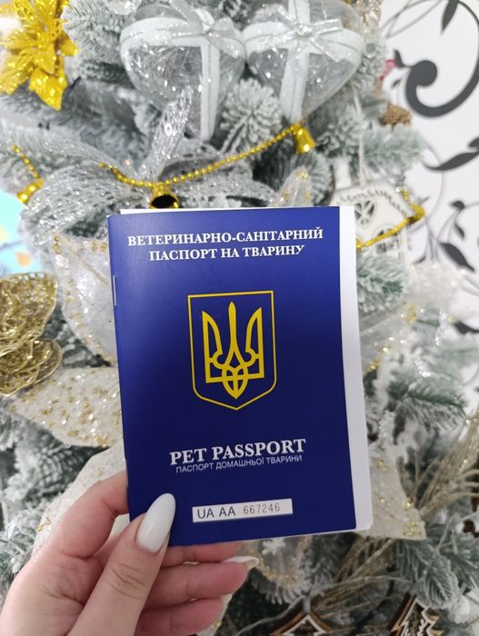 Продається Дівчинка Золота Шиншила