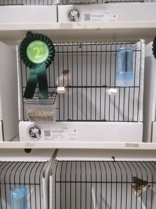 Canarios alerquim português