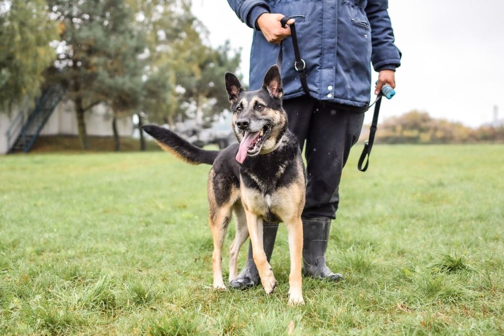 Komandos czeka na wspaniały dom
