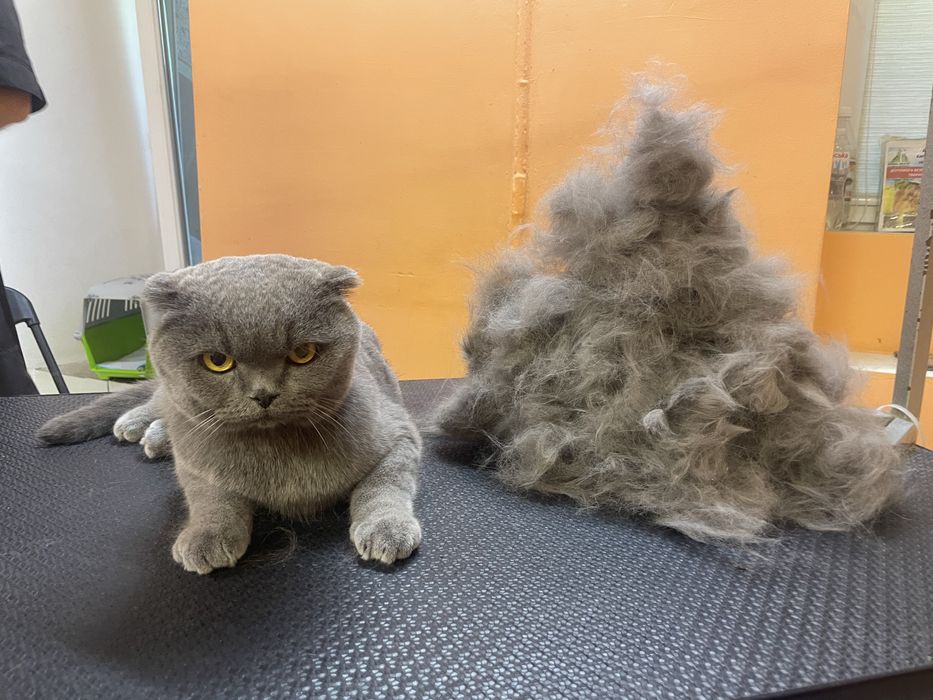 Стрижка тварин, котів , собак , експрес линька