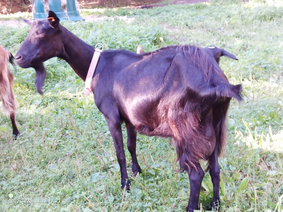 Kózka 50% anglonubijska po mlecznej matcej