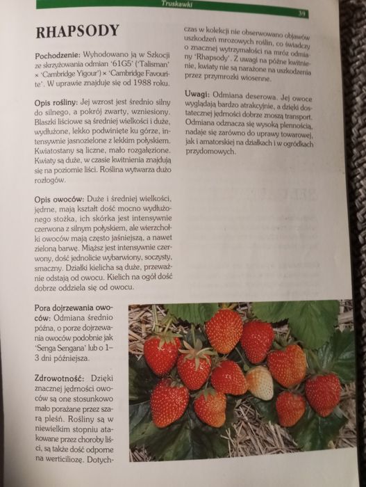 Truskawka i poziomka