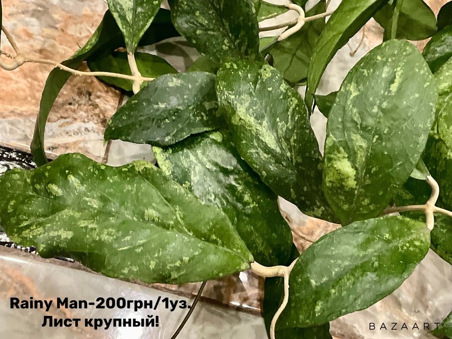 Хойя срез сорта