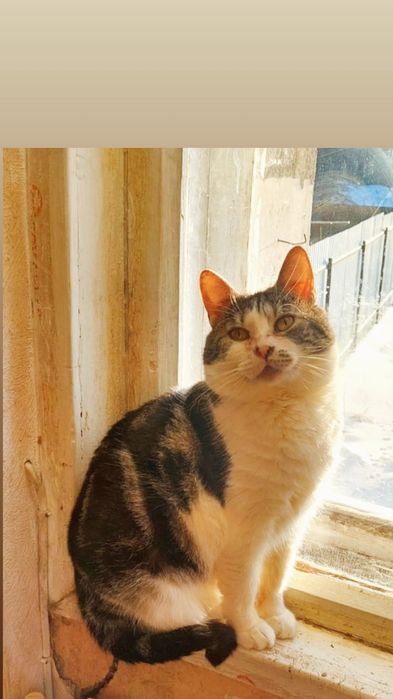 Отдам кота мраморного окраса,  3 года,  кастрирован