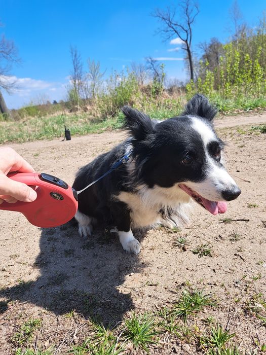Czesia, suczka do adopcji