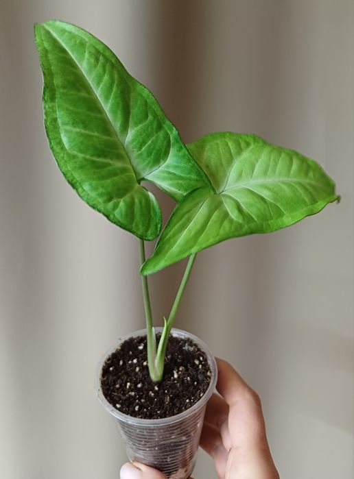 Фікус Бенджаміна,,Епіпремнум,Сингоніум,Рипсалідопсис(білий),пальма Пан