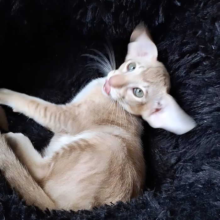 Ориентальные малыши