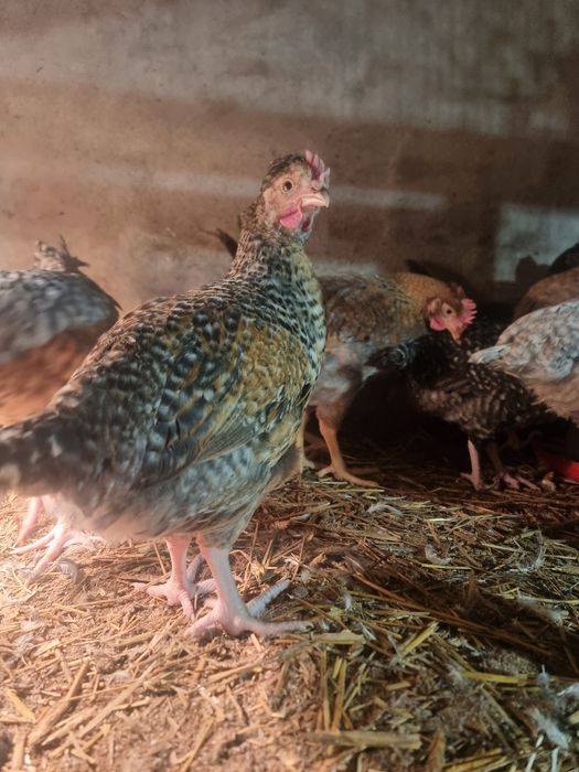 Koguty, kogutki Green Shell