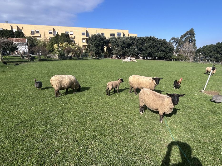 Vendo rebanho suffolk