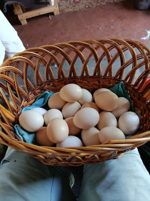 Яйцо инкубационное кур бентамка