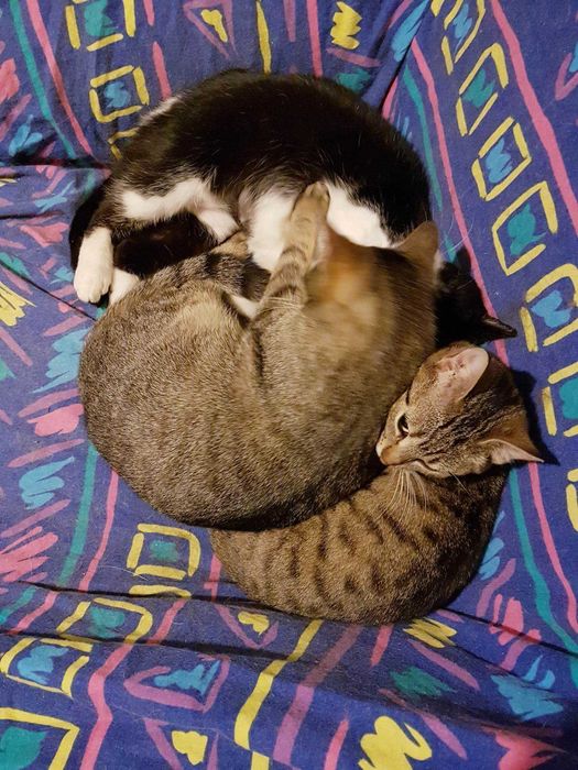 Krepinka, uroczy koci leniuszek szuka super domku