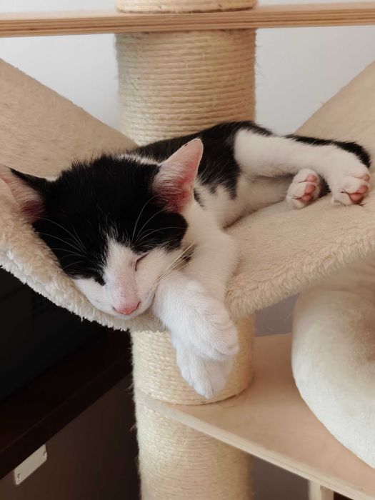 Pędzi na kolana i mruczy jak traktorek – adoptuj słodkiego Oreo!