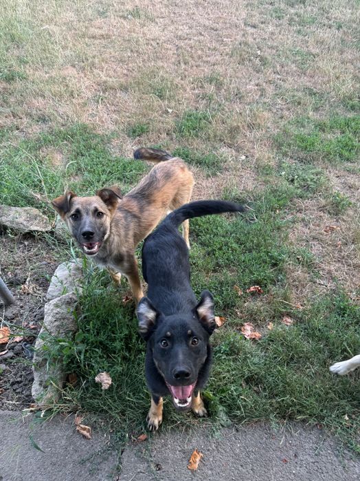 Віддам в хороші руки