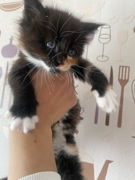 Котята мейн кун девочки