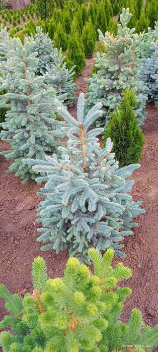 Туя , самшит, ялинка кейбаб,