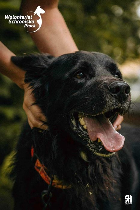 Złodziej serc - Bandziorek - szuka kochającego domu!