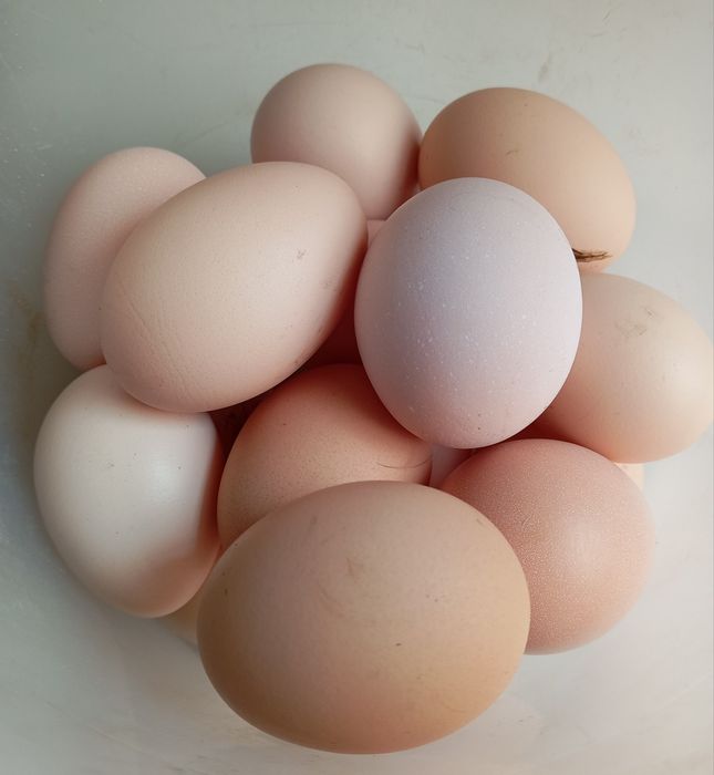 Яйца домашние куриные