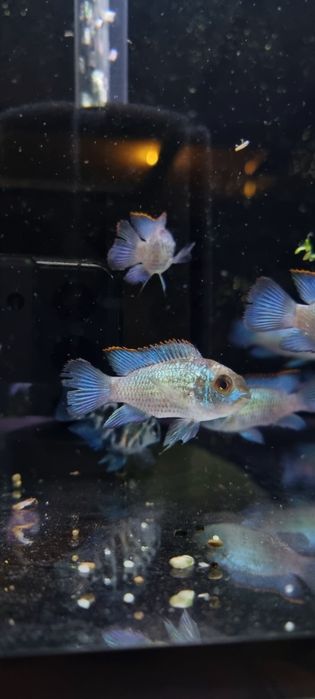 Akara electric blue