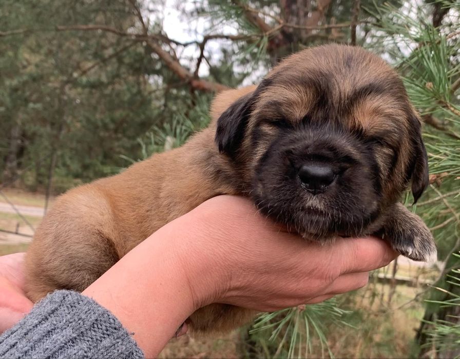 Тибети руді і ч/п