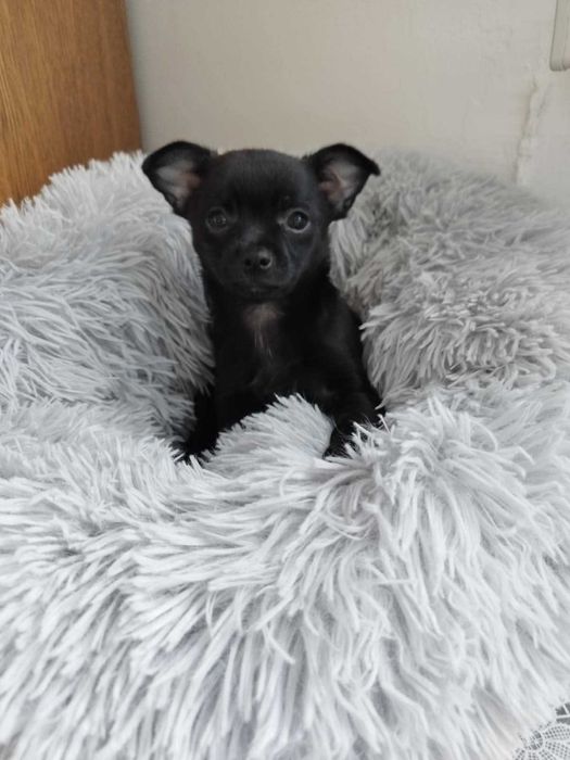 Chihuahua malutki piesek