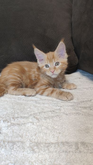 Рыжий красавчик Мейн Кун.