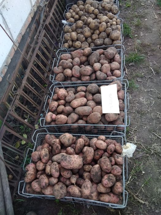 Семенной картофель . Княгиня. Маргарита. .