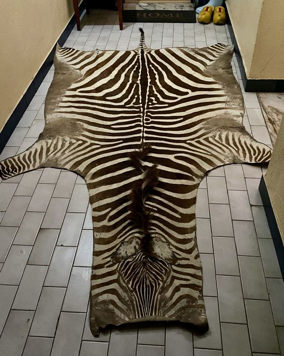 Tapete de Zebra Vintage – Muito Bem Conservado