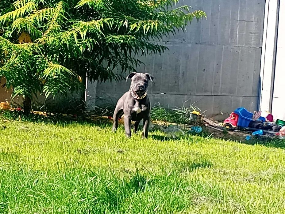 Amerykański Staffordshire terrier gotowy na zmianę domu sunia BLU