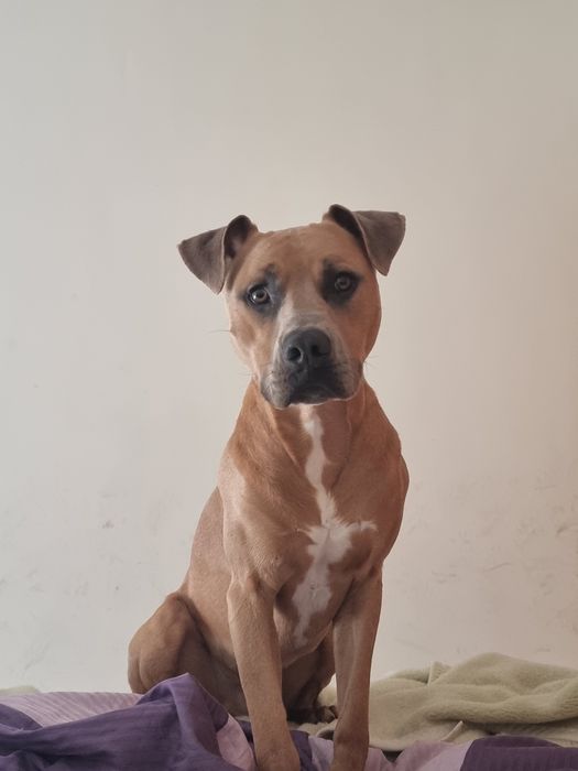 Macho  6 anos para adopcao
