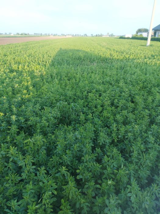 lucerna lucerka siedmiolatka zbiór 2025 WYSYLKA