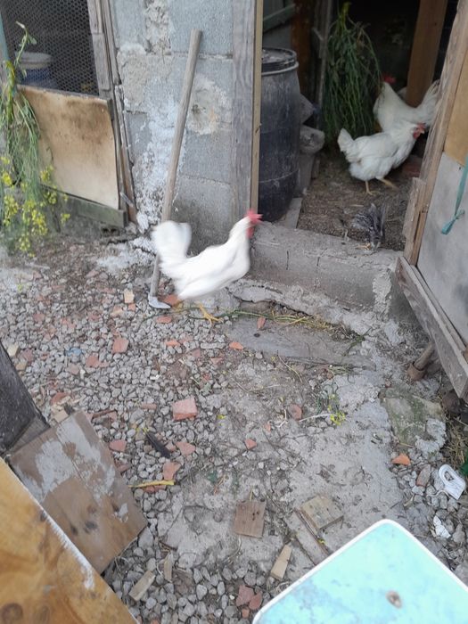 Pintos pedres disponível