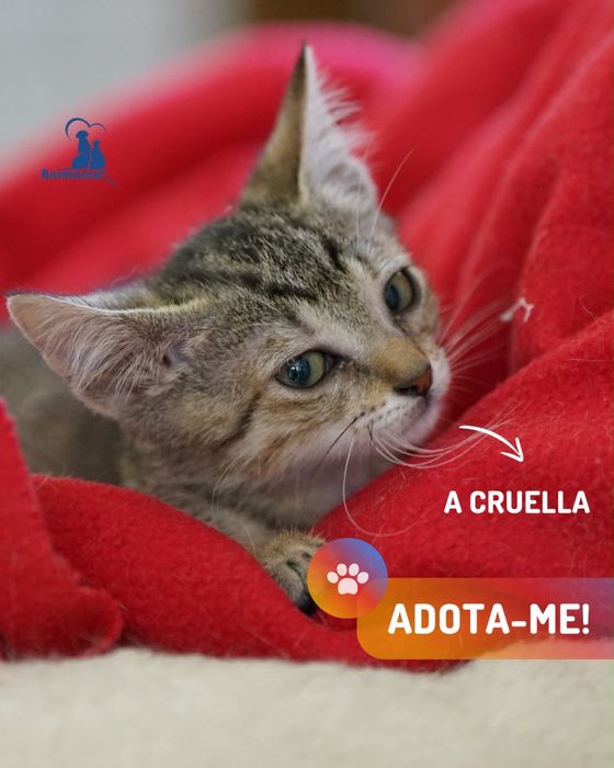 ninhada de gatinhos