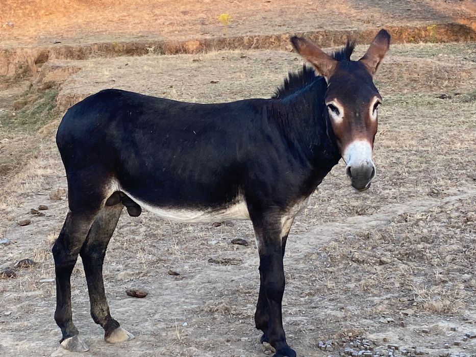 burros e burras dóceis