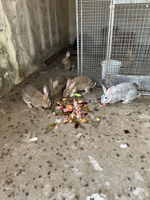 Coelhos raça grande (várias idades)