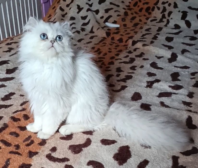 Мальчик шиншилла поинт хайленд