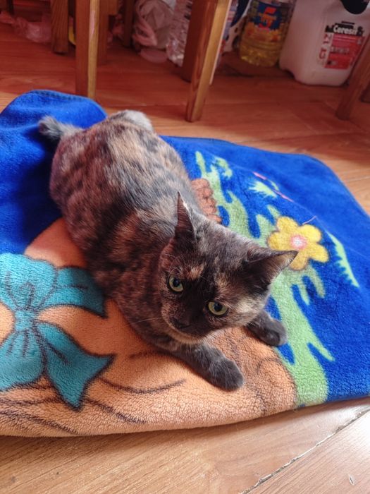 Киці потрібен господар